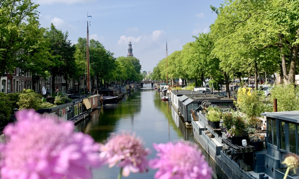 Blick auf die Gracht mit der Westerkerk im Hintergrund und rosa Blumen im Vordergrund
