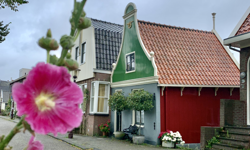 Rosa Blume vor grünem Haus in Amsterdam Noord