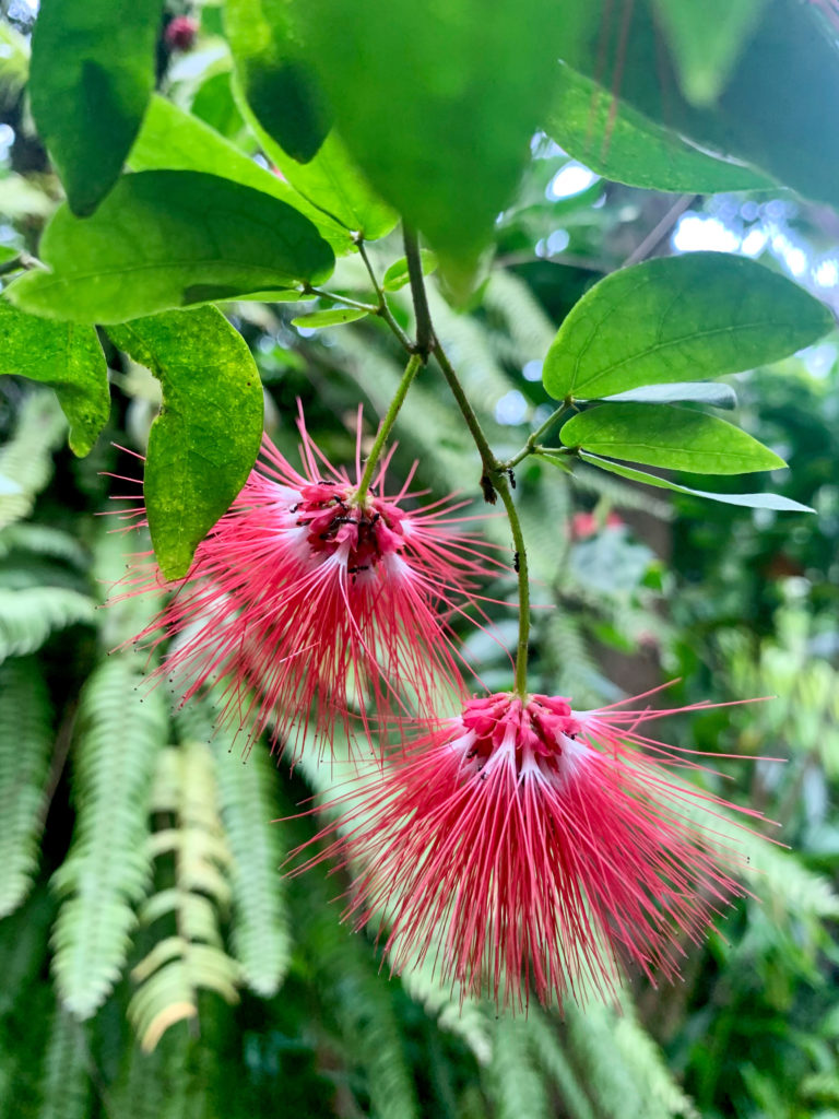 Unser Botanischer Garten hat viele Gewächshäuser mit exotischen Pflanzen