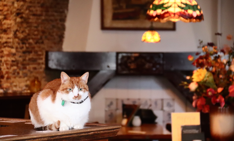 Rot weißer Kneipentiger auf einem Tresen in einem Café