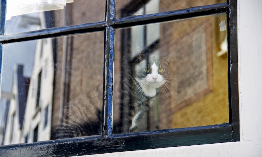 Schwarz weißer Kneipentiger sitzt hinter einem Fenster