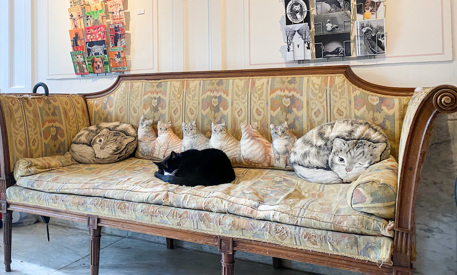 Schwarzer Kneipentiger schläft auf einem altem Sofa mit Katzenkissen