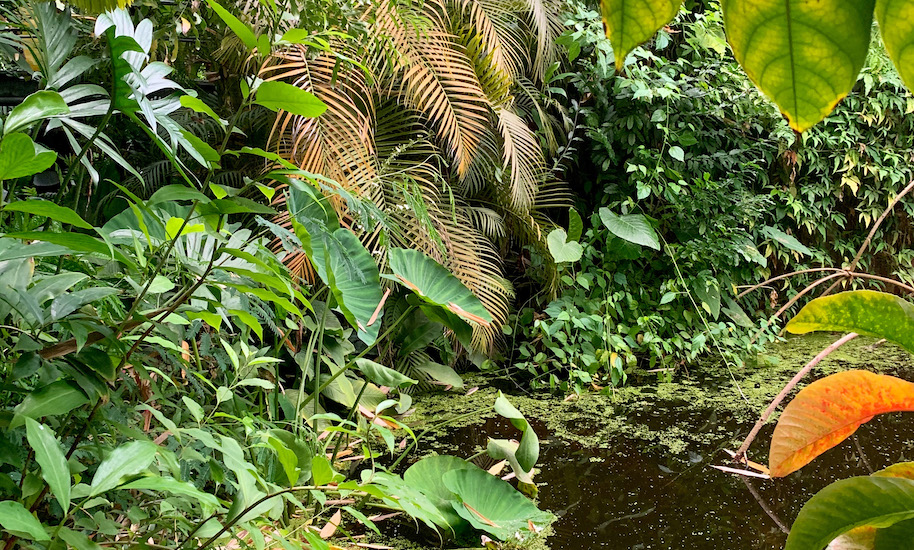 Botanischer Garten Amsterdam Hortus Botanicus Amsterdamliebe