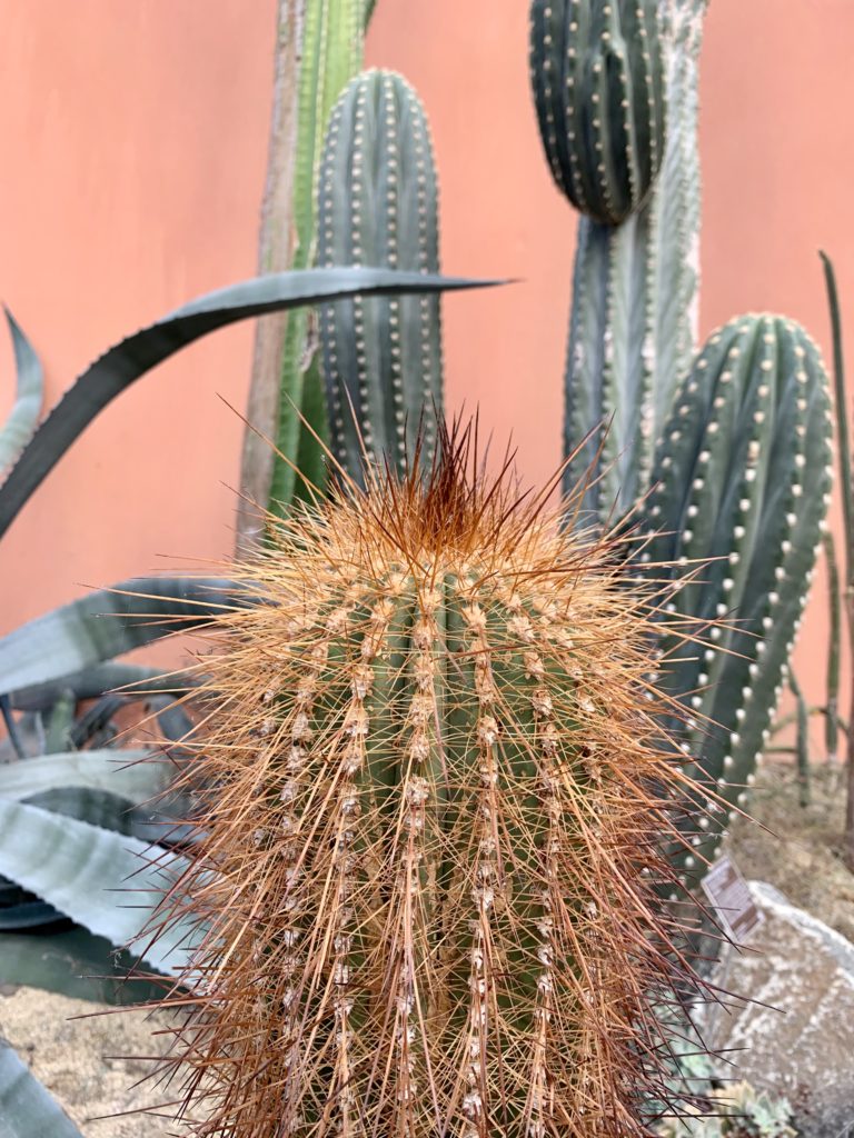 Verschiedene Kakteen vor lachsfarbenen Wand im Botanischen Garten in Amsterdam
