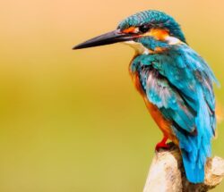 A kingfisher perched on a branch. The bird has bright blue and orange feathers.