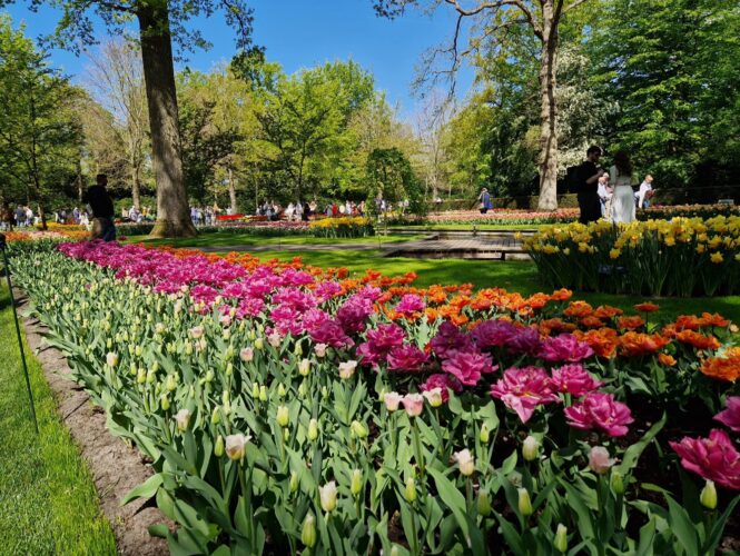 A stunning garden filled with vibrant tulips. People enjoying the beautiful scenery.