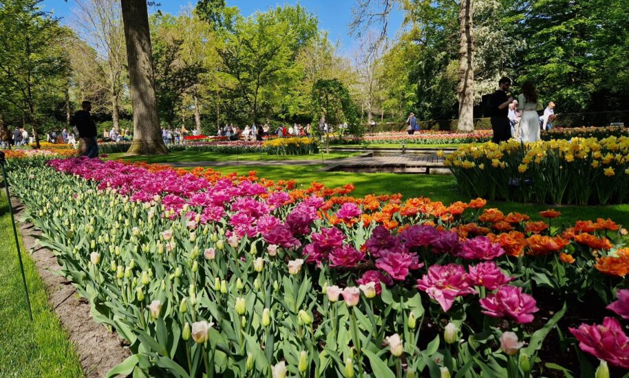 A stunning garden filled with vibrant tulips. People enjoying the beautiful scenery.