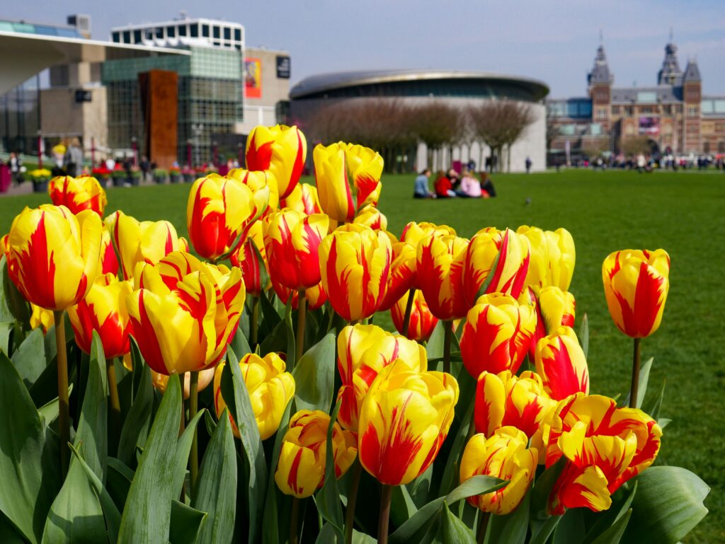 Romantisch: Tulpen vor dem Van Gogh Museum Amsterdam