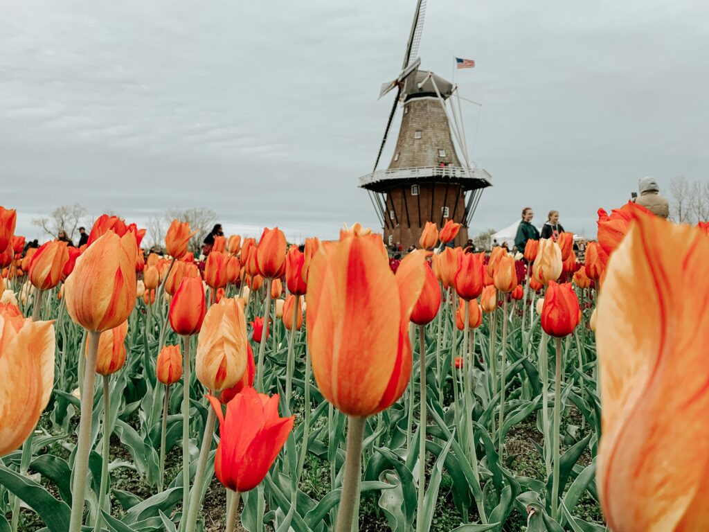 Tulpen in Kop von Noord-Holland