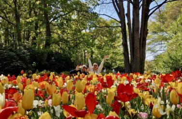 A beautiful garden filled with vibrant tulips. Enjoy a stroll through the colourful flowers.
